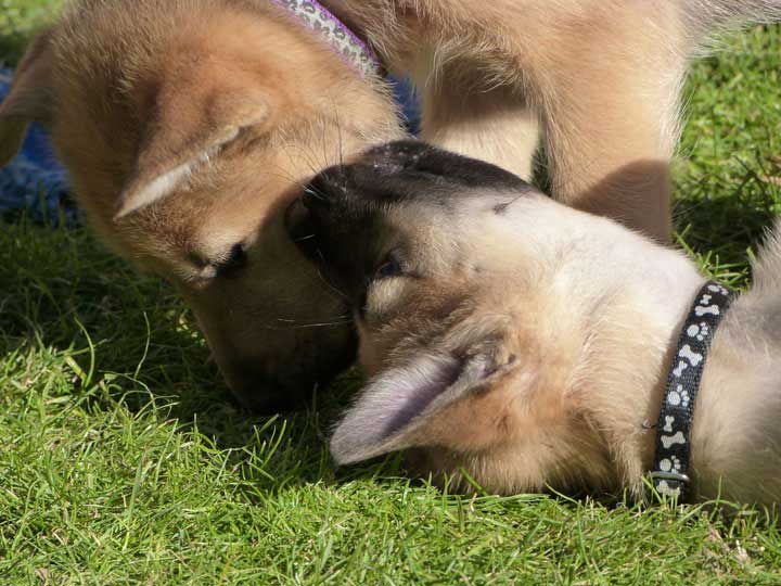 chinook dog